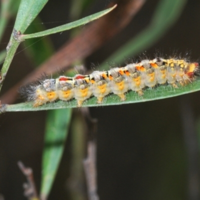 Acyphas semiochrea (Omnivorous Tussock Moth) at Mongarlowe River - 15 Feb 2021 by Harrisi