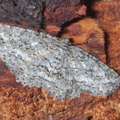 Ectropis fractaria (Ringed Bark Moth) at Sweeney's Travelling Stock Reserve - 15 Feb 2021 by Harrisi