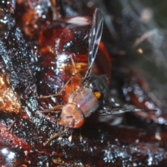 Acanthonevroides sp. (genus) (Fruit fly) at Lake George, NSW - 15 Feb 2021 by Harrisi