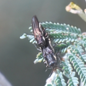 Agrilus hypoleucus at Weetangera, ACT - 16 Feb 2021 05:05 PM