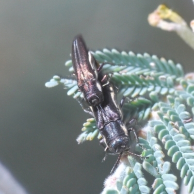 Agrilus hypoleucus (Hypoleucus jewel beetle) at Weetangera, ACT - 16 Feb 2021 by Harrisi