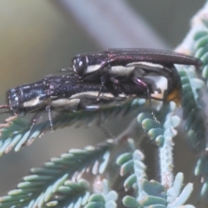 Agrilus hypoleucus at Weetangera, ACT - 16 Feb 2021