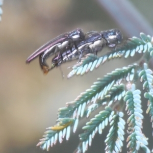 Agrilus hypoleucus at Weetangera, ACT - 16 Feb 2021