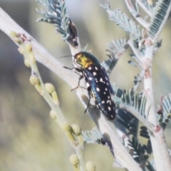 Diphucrania leucosticta at Weetangera, ACT - 16 Feb 2021 05:34 PM