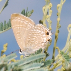 Jalmenus icilius (Amethyst Hairstreak) at Weetangera, ACT - 16 Feb 2021 by Harrisi