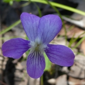 Viola betonicifolia at Jacka, ACT - 18 Oct 2020