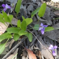 Viola betonicifolia at Jacka, ACT - 18 Oct 2020