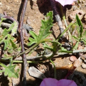 Convolvulus angustissimus subsp. angustissimus at Jacka, ACT - 18 Oct 2020