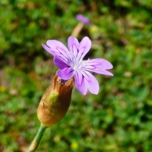 Petrorhagia sp. at Jacka, ACT - 18 Oct 2020