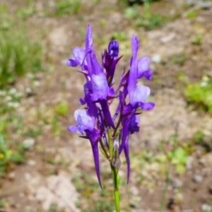 Linaria pelisseriana at Jacka, ACT - 18 Oct 2020 01:21 PM