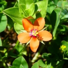 Lysimachia arvensis (Scarlet Pimpernel) at Jacka, ACT - 18 Oct 2020 by HarveyPerkins