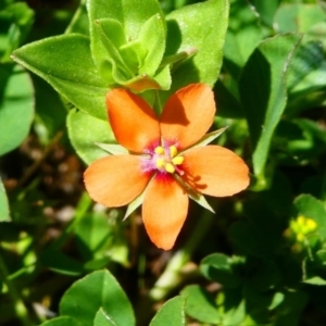 Lysimachia arvensis at Jacka, ACT - 18 Oct 2020