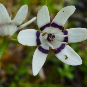 Wurmbea dioica subsp. dioica at Jacka, ACT - 18 Oct 2020