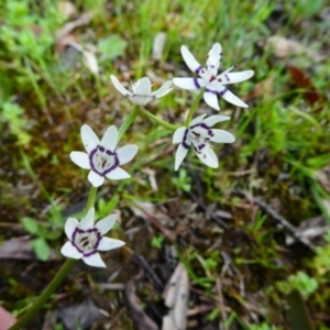 Wurmbea dioica subsp. dioica at Jacka, ACT - 18 Oct 2020