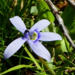 Isotoma fluviatilis subsp. australis (Swamp Isotome) at Jacka, ACT - 18 Oct 2020 by HarveyPerkins