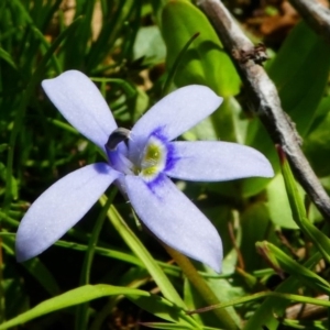 Isotoma fluviatilis subsp. australis at Jacka, ACT - 18 Oct 2020