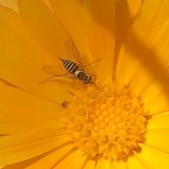 Australiphthiria hilaris (Slender Bee Fly) at QPRC LGA - 11 Feb 2021 by SusanStone