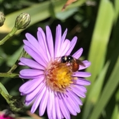 Exoneura sp. (genus) (A reed bee) at Burra, NSW - 11 Feb 2021 by SusanStone