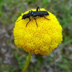 Craspedia variabilis (Common Billy Buttons) at Jacka, ACT - 18 Oct 2020 by HarveyPerkins