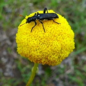 Craspedia variabilis at Jacka, ACT - 18 Oct 2020