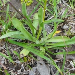 Craspedia variabilis at Jacka, ACT - 18 Oct 2020