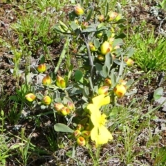 Hibbertia obtusifolia at Jacka, ACT - 18 Oct 2020