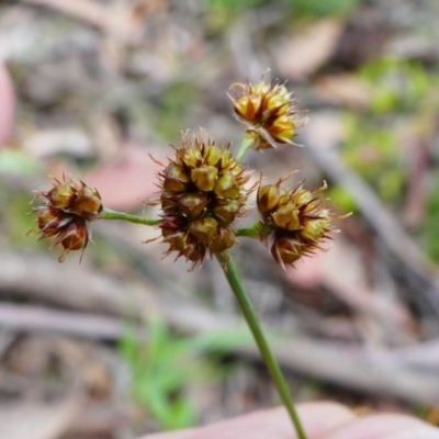 Luzula flaccida (Pale Woodrush) at Jacka, ACT - 18 Oct 2020 by HarveyPerkins