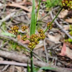 Luzula flaccida at Jacka, ACT - 18 Oct 2020