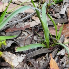 Luzula flaccida at Jacka, ACT - 18 Oct 2020 01:27 PM