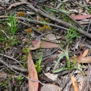 Luzula flaccida at Jacka, ACT - 18 Oct 2020 01:27 PM