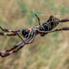 Trichonephila edulis (Golden orb weaver) at Downer, ACT - 19 Feb 2021 by sbittinger