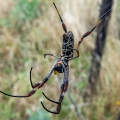 Trichonephila edulis at Downer, ACT - 19 Feb 2021