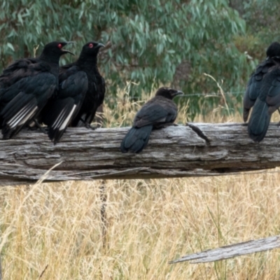 Corcorax melanorhamphos (White-winged Chough) at Hackett, ACT - 19 Feb 2021 by sbittinger