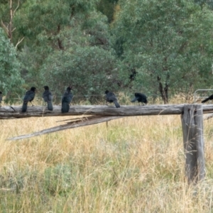 Corcorax melanorhamphos at Hackett, ACT - 19 Feb 2021