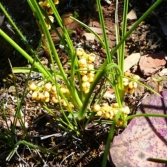 Lomandra filiformis (Wattle Mat-rush) at Jacka, ACT - 18 Oct 2020 by HarveyPerkins