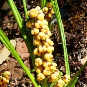 Lomandra filiformis at Jacka, ACT - 18 Oct 2020