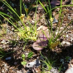 Lomandra filiformis at Jacka, ACT - 18 Oct 2020