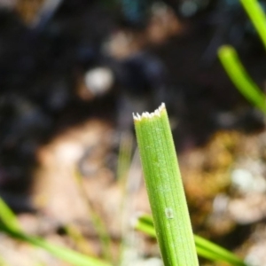 Lomandra filiformis at Jacka, ACT - 18 Oct 2020