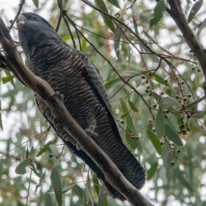 Callocephalon fimbriatum at Watson, ACT - 17 Feb 2021