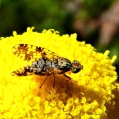 Tephritidae sp. (family) (Unidentified Fruit or Seed fly) at Jacka, ACT - 18 Oct 2020 by HarveyPerkins