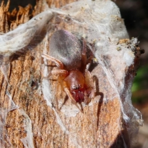 Clubiona sp. (genus) at Jacka, ACT - 18 Oct 2020