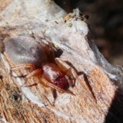 Clubiona sp. (genus) at Jacka, ACT - 18 Oct 2020