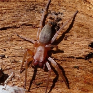 Clubiona sp. (genus) at Jacka, ACT - 18 Oct 2020