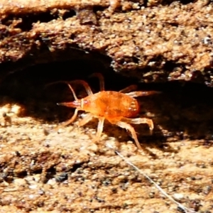 Bdellidae sp. (family) at Jacka, ACT - 18 Oct 2020