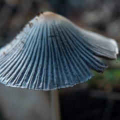 Coprinellus etc. (An Inkcap) at Mount Majura - 6 Feb 2021 by sbittinger