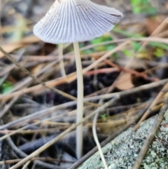 Coprinellus etc. at Downer, ACT - 7 Feb 2021 09:26 AM