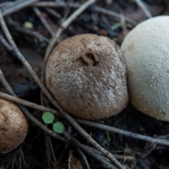 Bovista (A puffball) at Downer, ACT - 6 Feb 2021 by sbittinger