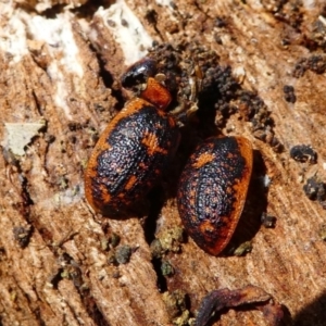 Trachymela sp. (genus) at Forde, ACT - 18 Oct 2020