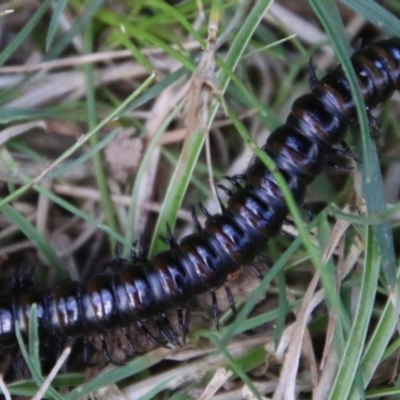 Diplopoda (class) (Unidentified millipede) at QPRC LGA - 19 Feb 2021 by LisaH