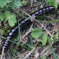 Diplopoda (class) at Mongarlowe, NSW - 19 Feb 2021